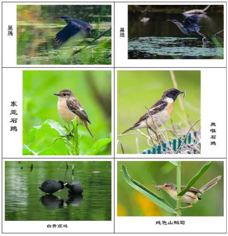 1635836459437175.jpg 10.jpg